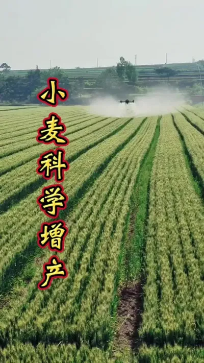 小麦增产 小麦科学管理，增产丰收多卖钱。#小麦高产技术 #小麦高产#小麦增产#小麦种植管理技术 #小麦增产增收