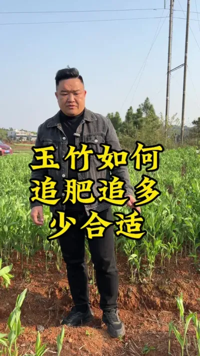 玉竹如何追肥，追多少合适？ #中药材 #新农人 #三农服务 #玉竹 #药材种植