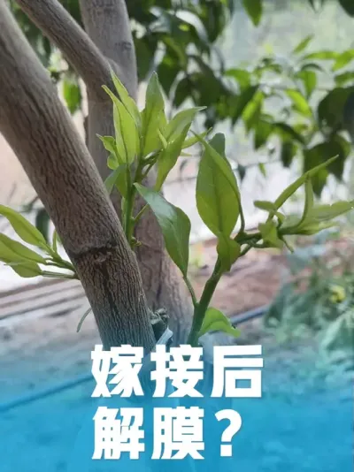 嫁接后不要着急解膜#新农人计划 #抖音助农 #种植小技巧 #支持三农扶持三农发展 #分享农业知识帮农民增产增收