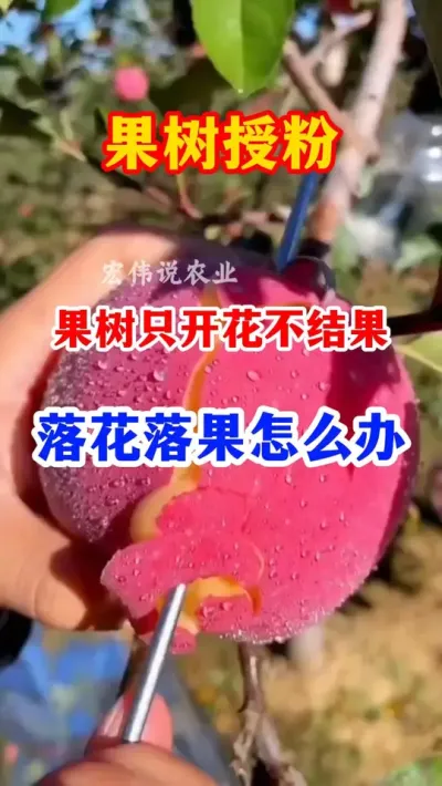 果树只开花不结果怎么办？ #果树种植   #果园管理 #分享果树种植管理技术 #服务三农支持三农   #果树高产