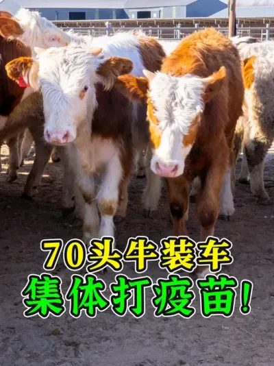 70头内蒙牛发车！集体打疫苗和上车针，到家也能活蹦乱跳！ #牛价行情 #养牛人 #养牛技术 #养牛知识 #农村养牛