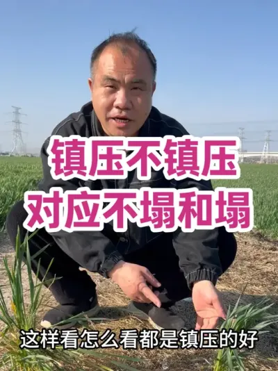 镇压不镇压对应不塌和塌 壮麦才有可能联系到高产，旺苗也不太可怕，年前就要多次压！#农业种植