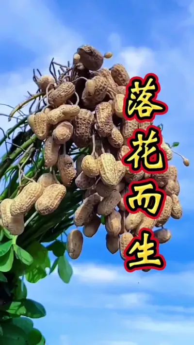 落花生 落花而生，产量大增。#花生种植 #花生#花生高产#农业技术 #花生种植管理技术