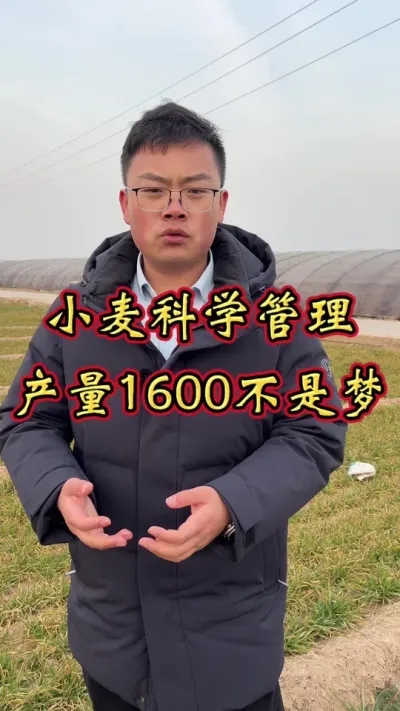 小麦高产技术 小麦高产有技术，只要做对产量翻倍。#小麦高产技术 #小麦增产增收叶面肥 #增产增收小配方 #小麦种植管理技术 #小麦增产增收