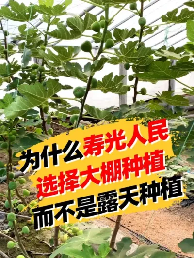 为什么寿光人民都选择大棚种植 #抖音助农 #服务三农支持三农 #种植小技巧 #新农人计划