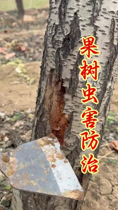 春季温度回升，怎么防治虫害？ #果树种植 #抖音助农  #果园管理 #果树病虫害防治  #农业种植