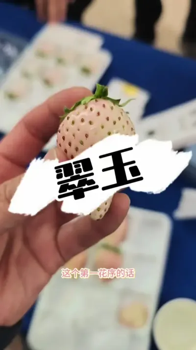 翠玉，草莓新品种 翠玉，草莓新品种，白色系的&ldquo;天花板&rdquo;#草莓种植 #草莓 #三农种植 #种草莓 #农业技术