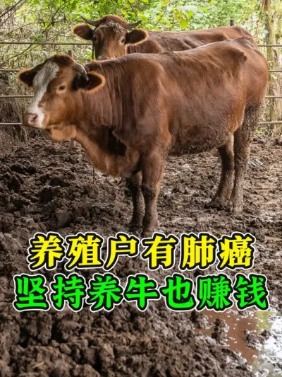 养殖户有肺癌还坚持养牛，行情不好都没亏钱，牛圈关的满满的！ #农村养牛 #养牛赚钱 #养牛技术 #科学养牛 #养牛知识