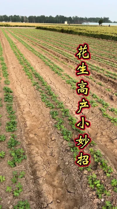 花生高产 花生高产小妙招。#花生种植 #花生种植管理技术 #花生高产 #花生管理 #花生高产小妙招