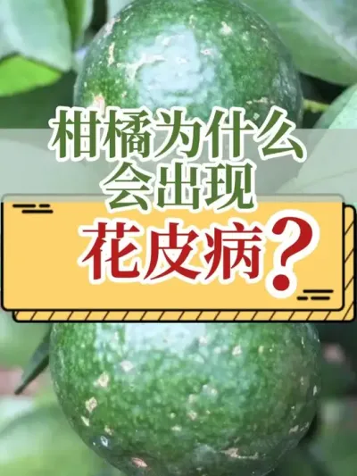 柑橘为什么会出现花皮病？ #新农人计划2025  #花皮病 #柑橘种植 #支持三农扶持三农发展 #助力三农