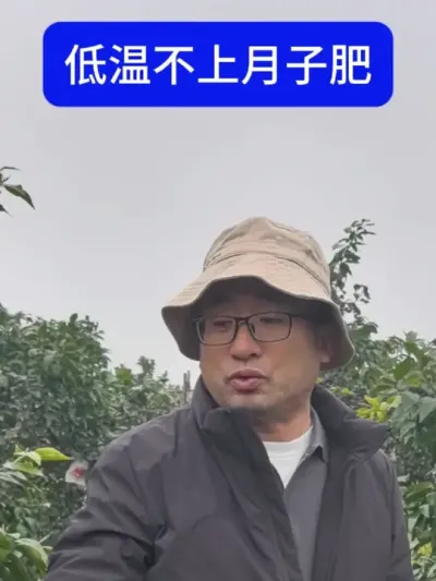 柑橘低温不上月子肥 柑橘冬天上肥料浪费钱#柑橘 #柑橘种植 #柑橘管理 #柑橘修剪
