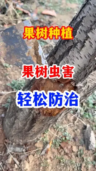 果树防虫颗粒 #果树种植  #分享果树种植管理技术  #果园管理 #服务三农支持三农 #抖音助农