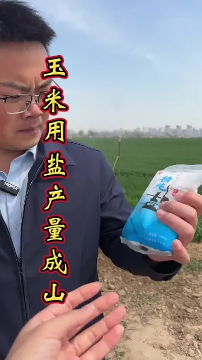 玉米科学管理，增产丰收多卖钱。#玉米高产#玉米管理 #玉米高产种植技术 #玉米种植 #增产增收才是硬道理