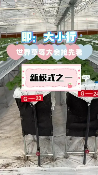 世界草莓大会抢先看 新模式多种多样，先看一种#草莓种植 #2024新农人计划 #种草莓 #草莓园 #世界草莓大会