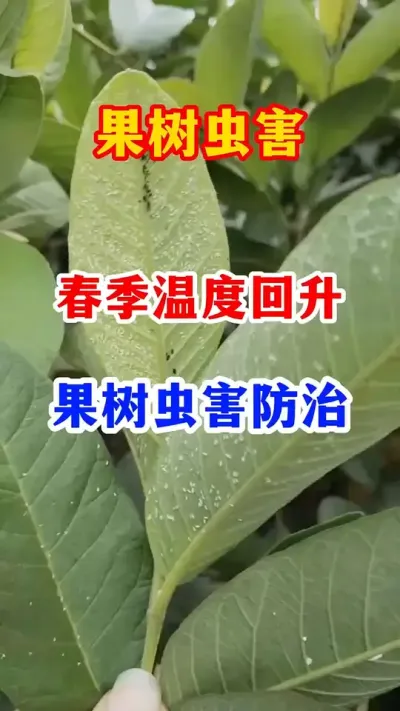 果树春季虫害轻松防治。 #果树种植 #服务三农支持三农 #病虫害防治 #果园管理  #果树病虫害