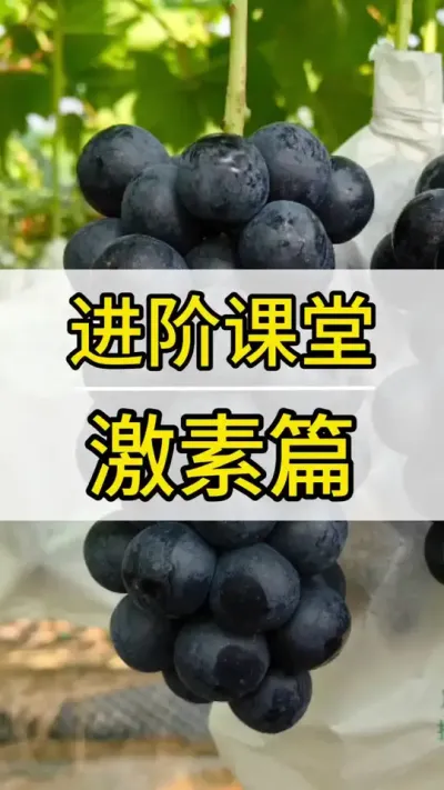 进阶课堂 激素篇开启 #葡萄种植技术 #新农人计划2022 #阳光玫瑰葡萄 #抖音助农 #三农