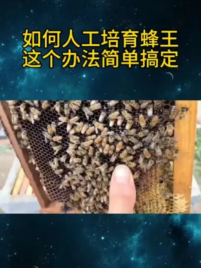 如何人工培育蜂王这个办法简单搞定 #养蜂技术分享 #每天分享养殖技术和经验 #养蜜蜂新手入门教程 #农村养蜂人 #育王方法