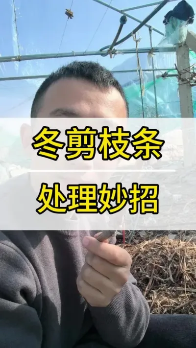 枝条如何处理 #葡萄种植技术 #新农人计划2022 #阳光玫瑰葡萄 #抖音助农 #三农