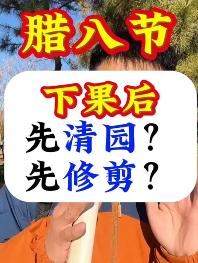 下果后，先清园？还是先修剪？#腊八节 #果树清园 #病虫害防治 #果树种植 #果树管理