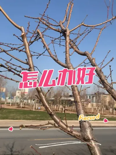 桃树这情况怎么办 竞争枝，交叉，怎么办