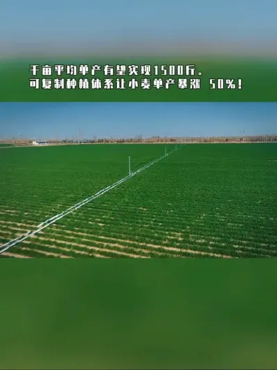 我们巨野这片千亩麦田，是规模化种植的成果展示。从种到管，全程严格按标准执行，每株麦苗都像被量过尺寸一样整齐，地灌系统保障灌溉。这里是可视化、可复制的高产样板，靠科学种植、精细管理，今年目标亩产1500