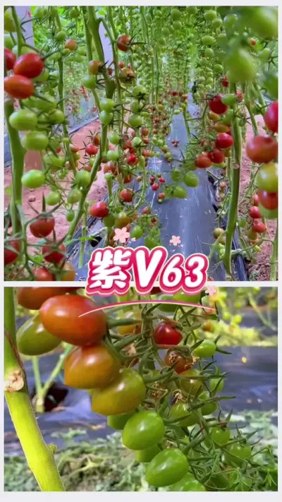 新品特色小番茄，火爆登场！口感好，产量高，高收益紫色小番茄！#三农 #优质种苗 #农业种植 #抖音助农 #口感非常好