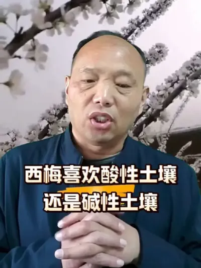 法兰西西梅喜欢酸性土壤还是碱性土壤#西梅种植#土壤改良#农田行者#农田行者技术服务联盟