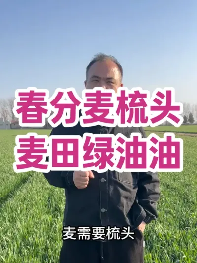 春分麦梳头 麦田绿油油 #小麦年后管理 #小麦一喷三防药