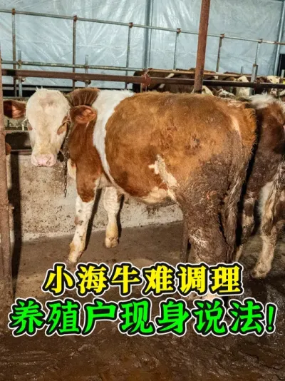 小海牛难调理？养殖户现身说法！买的牛没问题，反而自己牛出毛病 #养牛人 #养牛技术 #养牛知识 #农村养牛 #畜牧养殖