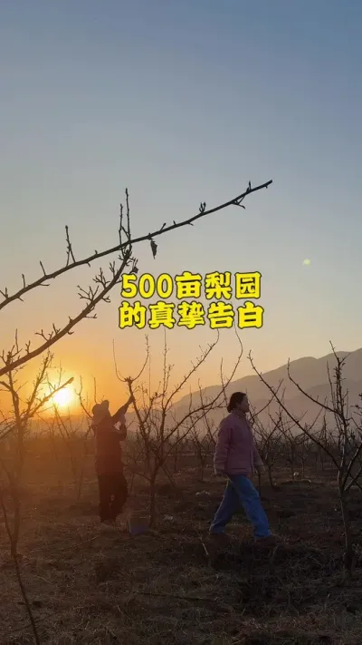 拥有一片投资超千万，占地500亩梨园是一种什么样的体验？ #新农人计划2024 #剪枝#农场日记