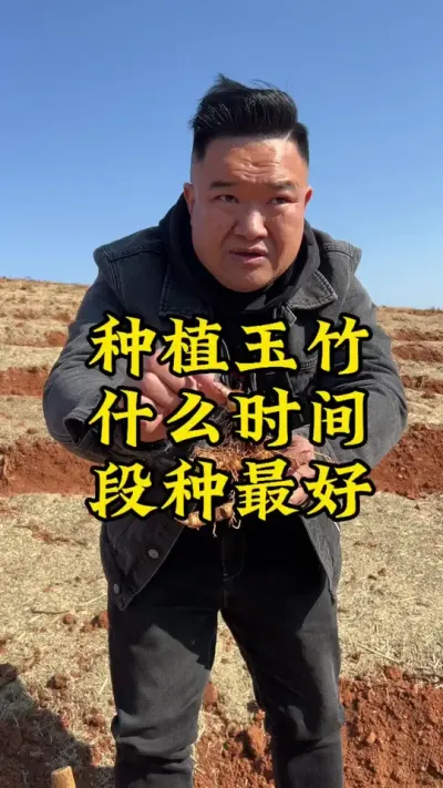 种植玉竹什么时间段种最好？ #农业种植 #中药材 #三农 #抖音助农 #玉竹