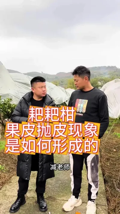 耙耙柑的抛皮现象你们中招了吗？#农业种植技术 #果园管理 #柑橘种植 #振兴乡村 #耙耙柑