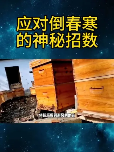 应对倒春寒的神秘招数 应对倒春寒的神秘招数#养蜂技术分享 #养蜂技术免费教学 #养蜂技#农村养蜂人 #养蜜蜂新手入门教程 #我是养蜂人