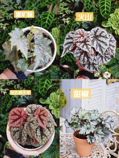 秋海棠品种科普，记得住名字吗？（三）铁十字系列的秋海棠虽然怕热，养护难度高一点，但并不影响我喜欢它！
#秋海棠[话题]# #与植物一起生活[话题]# #了解更多植物[话题]# #那些奇奇怪怪的植物们[
