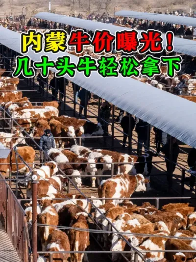 揭秘内蒙牛市！开市火爆全是人，5000多买优质好牛，超级划算 #伊胡塔牛市 #内蒙牛#牛价行情 #买牛 #养牛人