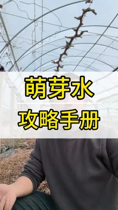 #葡萄种植技术 #新农人计划2022 #阳光玫瑰葡萄 #抖音助农 #三农