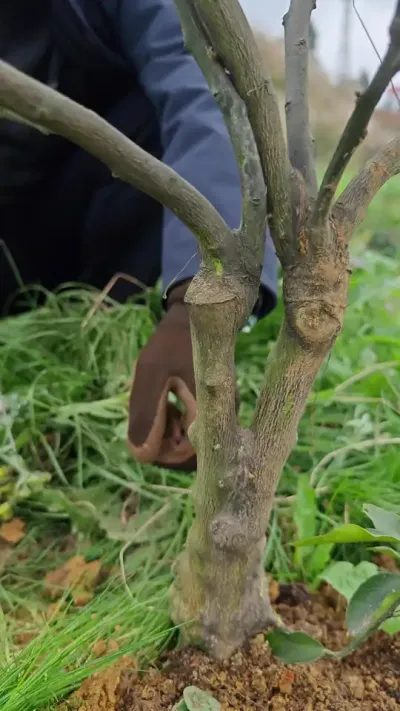 #果树种植管理 @李永安说柑桔