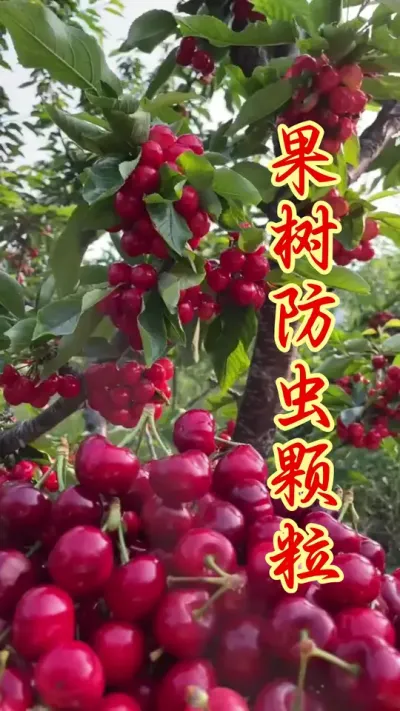 春季温度回升，果树怎么防虫 #果树种植 #果园管理 #果树病虫害 #病虫害防治  #农业种植