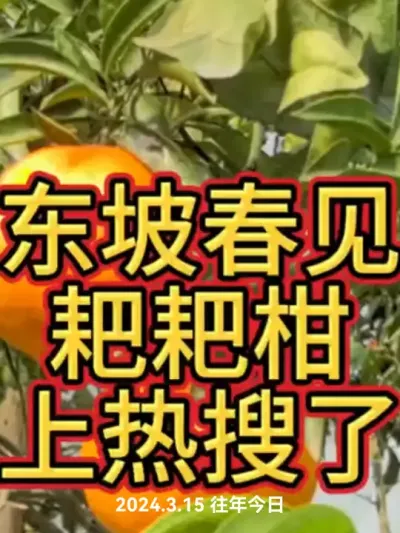 #春见𤆵𤆵柑#𤆵𤆵柑#李老师说柑桔