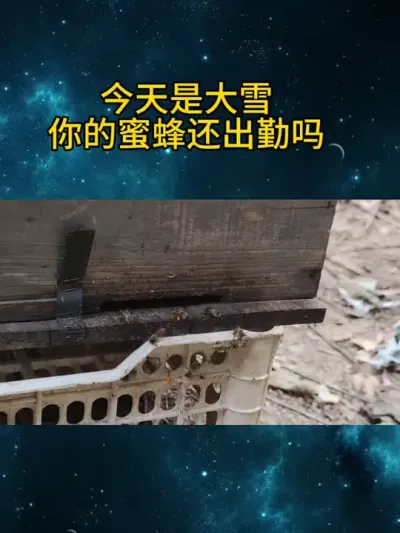 今天是大雪，你的蜜蜂还出勤吗 今天是大雪，你的蜜蜂还出勤吗#养蜂技术分享 #纯天然野生蜂蜜 #我是养蜂人 #农村养殖 #勤劳的小蜜蜂