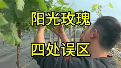 农业技术在管理细节，不在神肥神药#农业种植 #阳光玫瑰