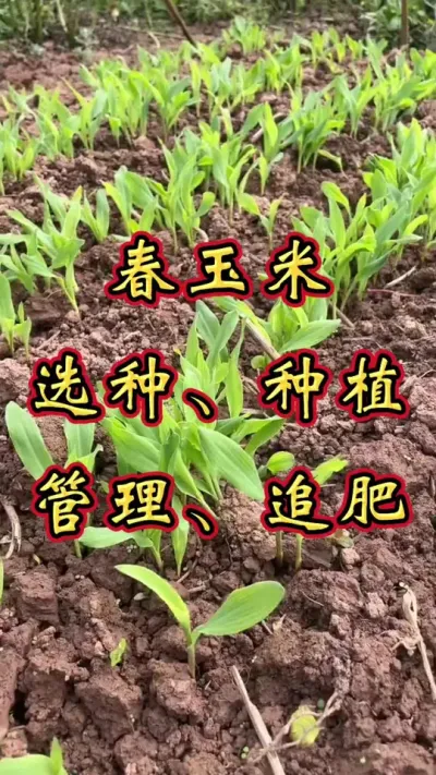 春玉米 春季玉米播种时间，选种技巧，追肥技巧，管理技巧，一个视频给大家说清楚。#玉米种植 #春玉米 #玉米高产种植技术 #玉米种植技术 #玉米