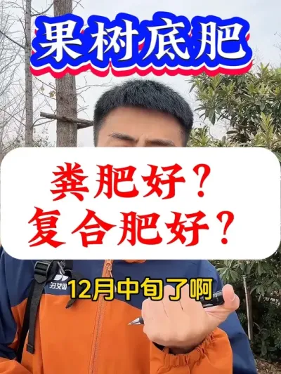 果树施底肥，粪肥好？还是复合肥好？#果树施肥 #果树种植 #果树管理 #病虫害防治 #柑橘种植