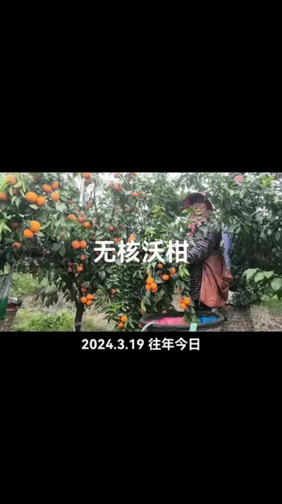#李老师说柑桔 #无核沃柑