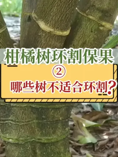 柑橘树环割保果 2.哪些树不适合环割？
#环割 #柑橘种植 #新农人计划2025 #支持三农扶持三农发展