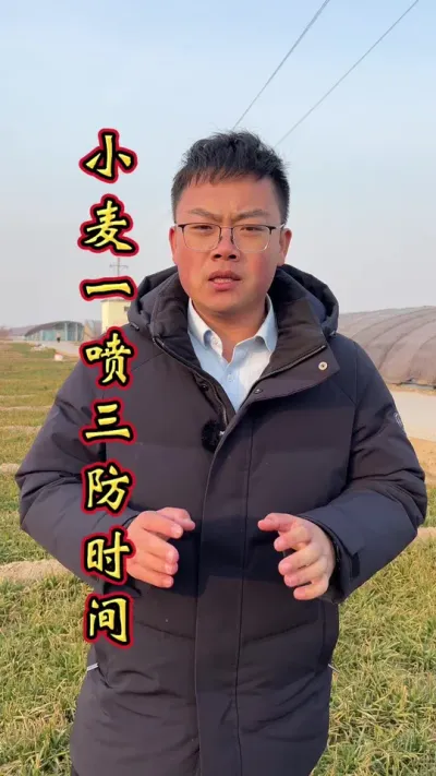 小麦防大于治 想要小麦产量高，提前预防要做好。#小麦高产技术 #小麦一喷三防增产套装 #小麦一喷三防药 #小麦种植管理技术 #小麦增产增收