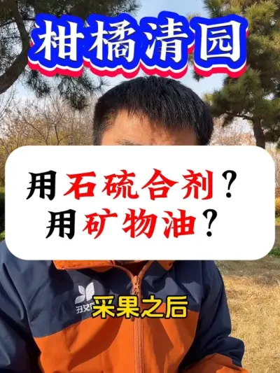 柑橘采果后，用石硫合剂清园？还是用矿物油清？#柑橘种植 #果树清园#病虫害防治 #果树种植 #果树管理