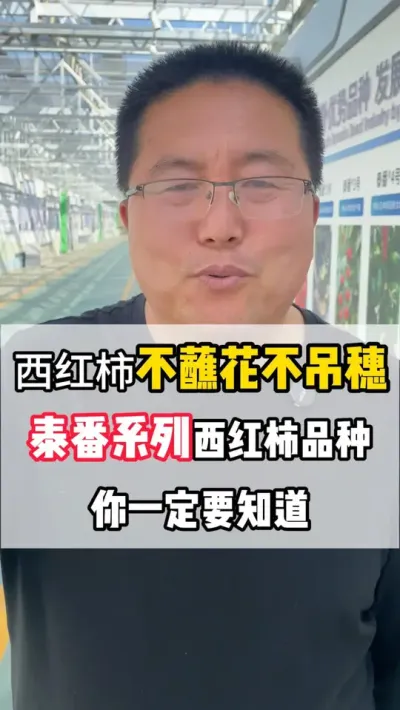 西红柿不蘸花不吊穗，泰番系列西红柿，一定要知道 #西红柿种植  #泰番系列西红柿 #番茄种植 #泰山番茄创新研究院 #番茄种苗