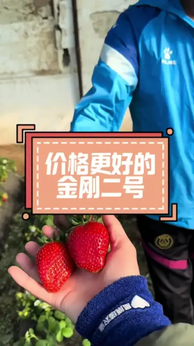 听听大哥说自己种的金刚 种过金刚二号说感受#金刚二号 #草莓种植 #三农种植 #农业技术 #草莓
