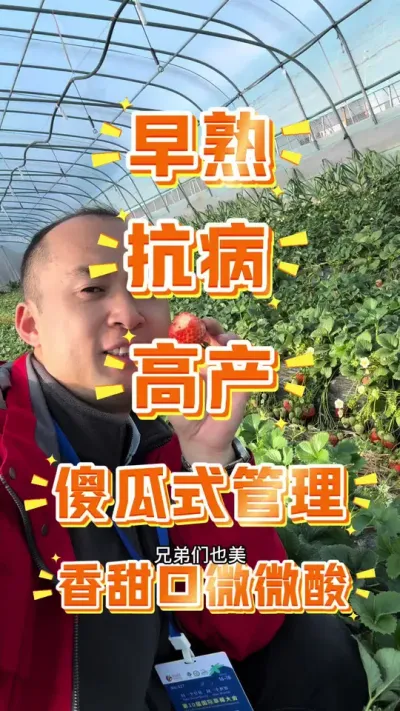 盐莓一号 土壤栽培的盐莓一号#盐莓一号 #草莓新品种#农业技术 #草莓 #草莓种植